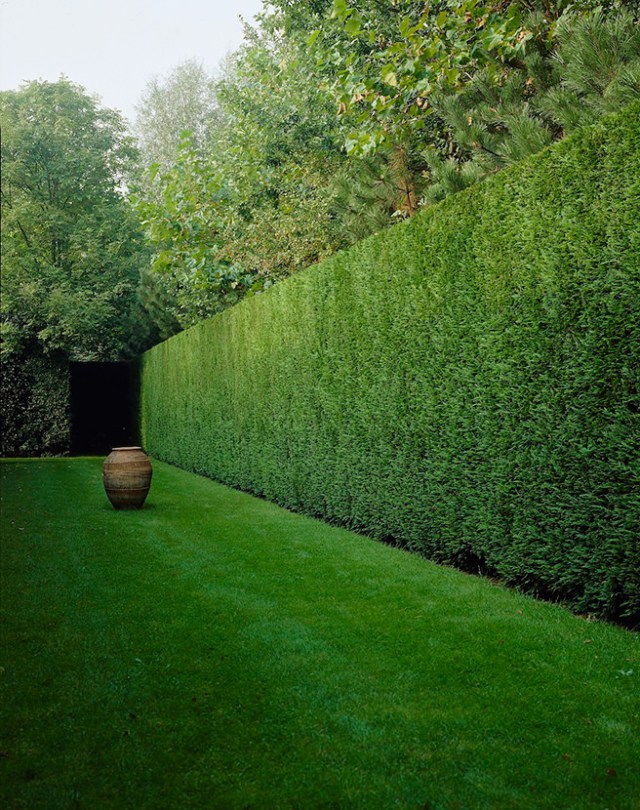 hedge of garden, hàng rào khu vườn